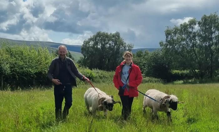 Walking with the Valais Blacknose Sheep